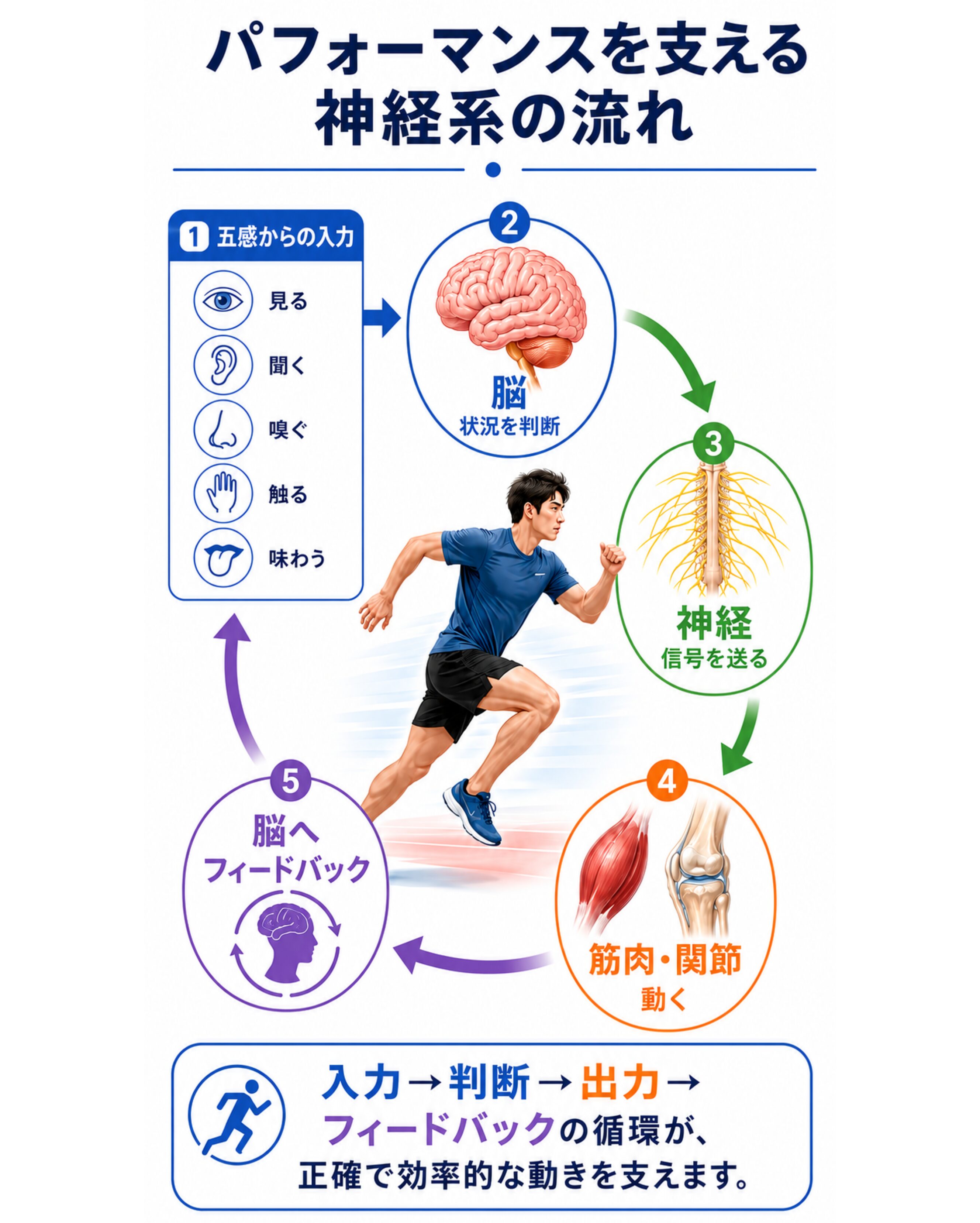 スポーツのパフォーマンスアップに必要な「技術練習だけではない視点」の脳と体仕組みの画像スマホ用